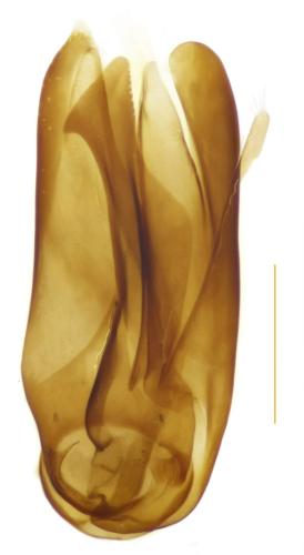 Dorcatoma setosella